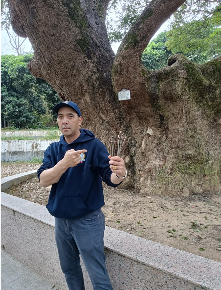 《西非华声》 I 鹤山最古老的樟树：她今年650岁啦！_罗马_新闻_华人头条