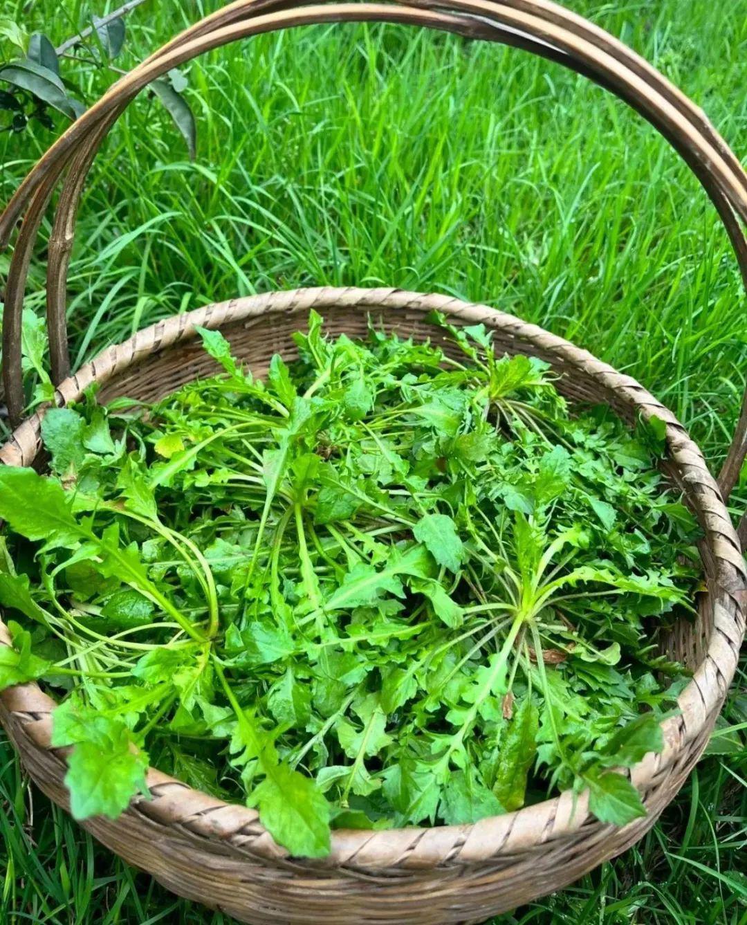 河鲜惊艳野菜称绝浙江的春天可以这样吃