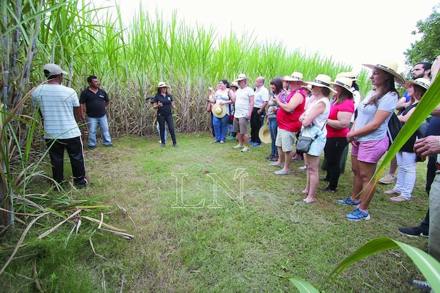 Los circuitos turísticos como la Ruta de la Caña, de la Yerba Mate Ka’a Rape, o de la cerveza artesanal en la Ruta de la Cerveza son maridajes ideales para el turismo interno. Foto: Archivo