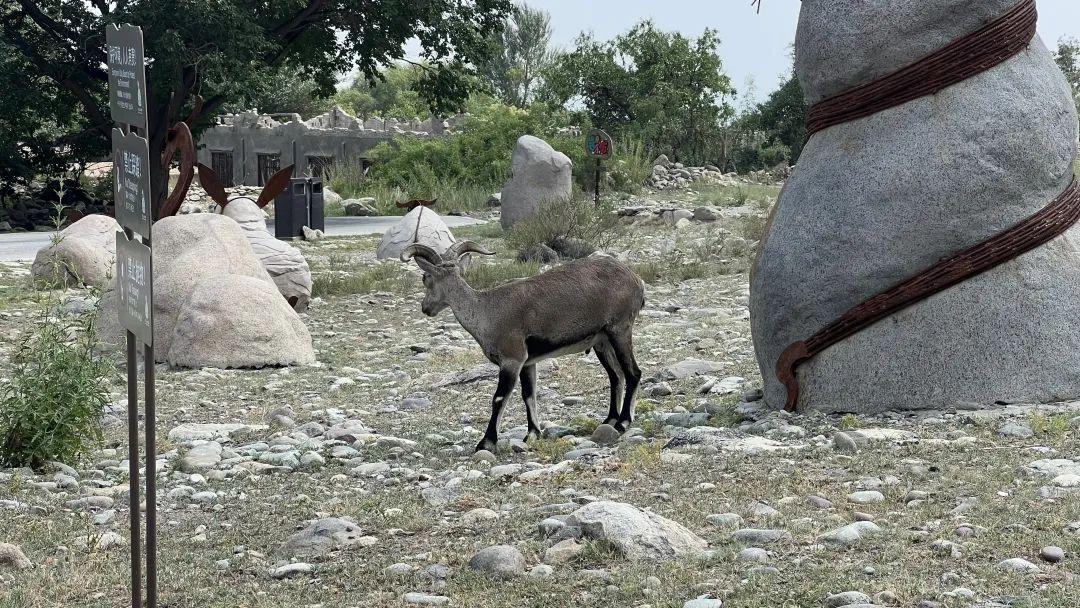 宁夏得益于一河两山之护佑地处西北却又胜似江南