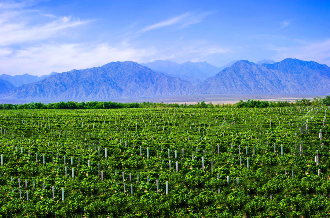 贺兰山东麓葡萄可谓种植历史悠久,隋唐之时,"贺兰山下果园成,塞北江南