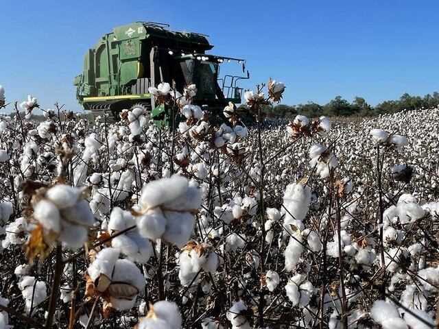 La producción de algodón en el Chaco continúa creciendo y podría seguir impulsando los envíos en los próximos meses. Foto: Gentileza