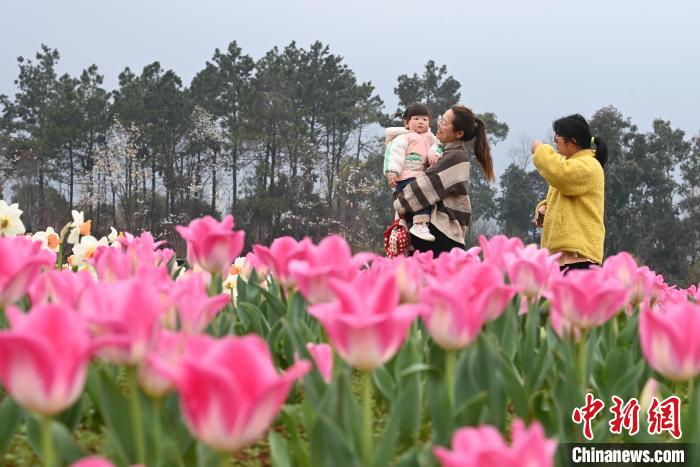 第十六届湖南世界名花生态文化节开幕 游人踏春赏花