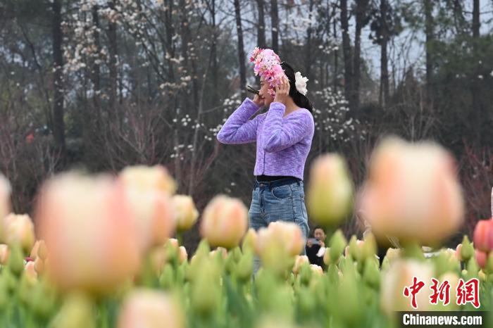 第十六届湖南世界名花生态文化节开幕 游人踏春赏花