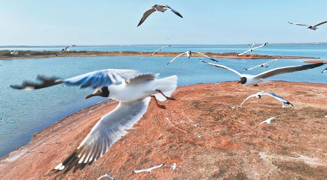红碱淖国家级自然保护区迎来了今年的首批遗鸥