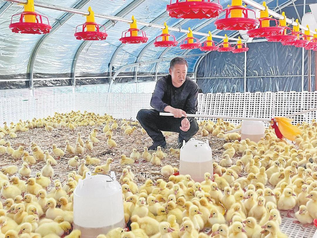 横山来了“扬州鹅”　产业致富“向天歌”
