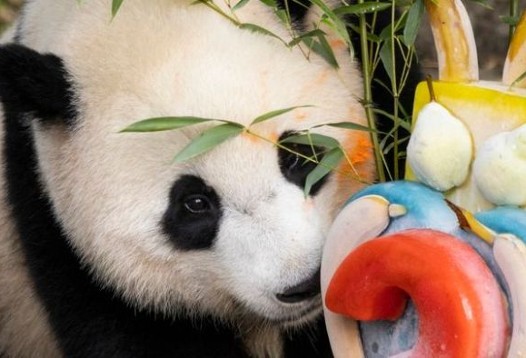 南非_南非最新消息,新闻,图片,视频_华人头条