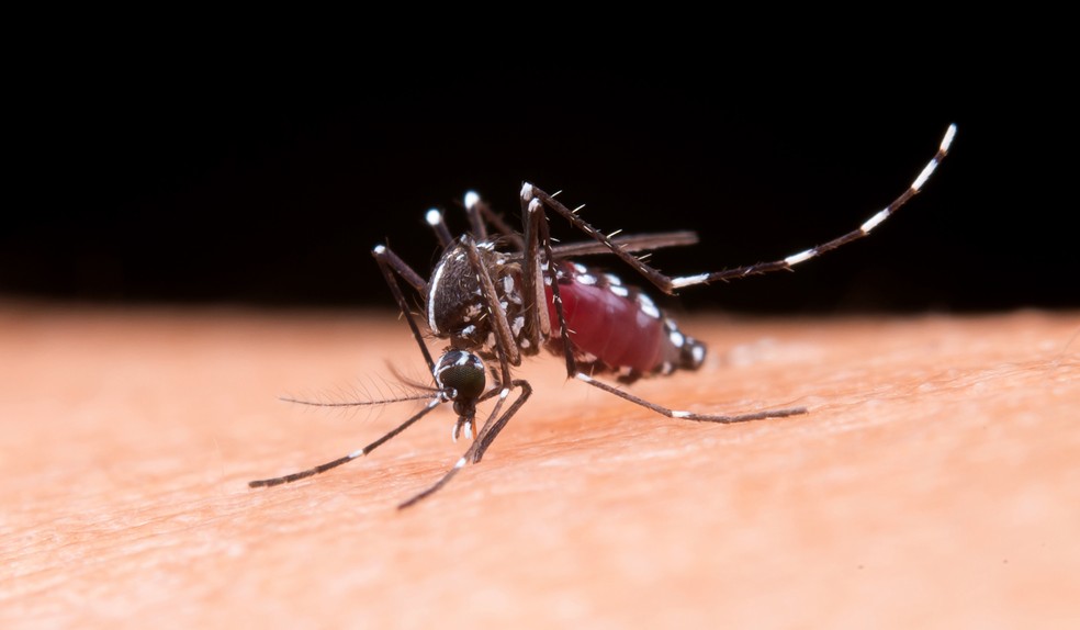Aedes aegypti é o transmissor da chikungunya, dengue, Zika e febre amarela — Foto: Freepik