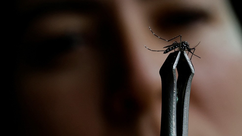 Mosquito Aedes aegypti é analisado em Brasília. — Foto: Ueslei Marcelino/Reuters