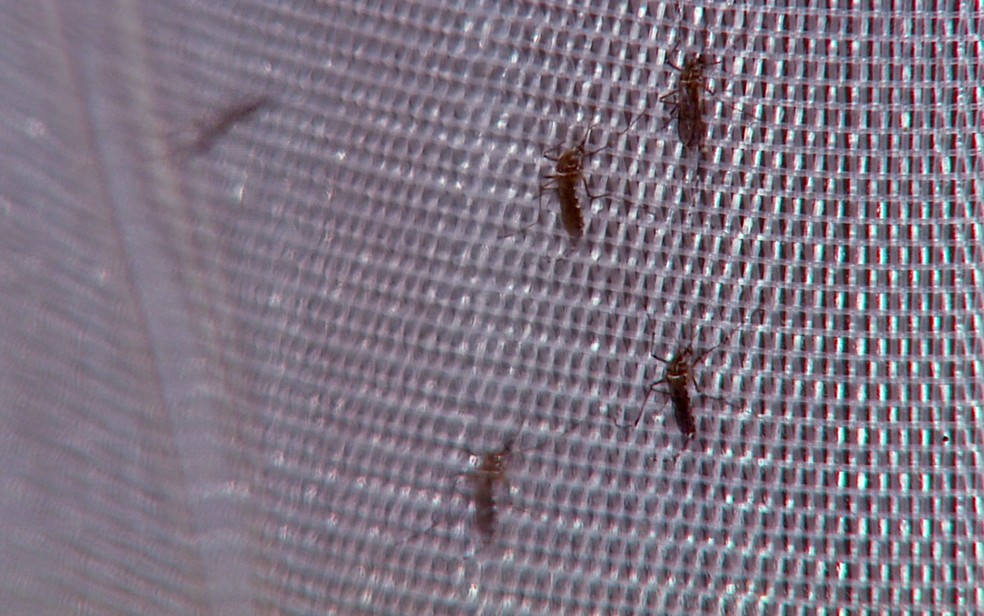 Aedes aegypti — Foto: Reprodução EPTV