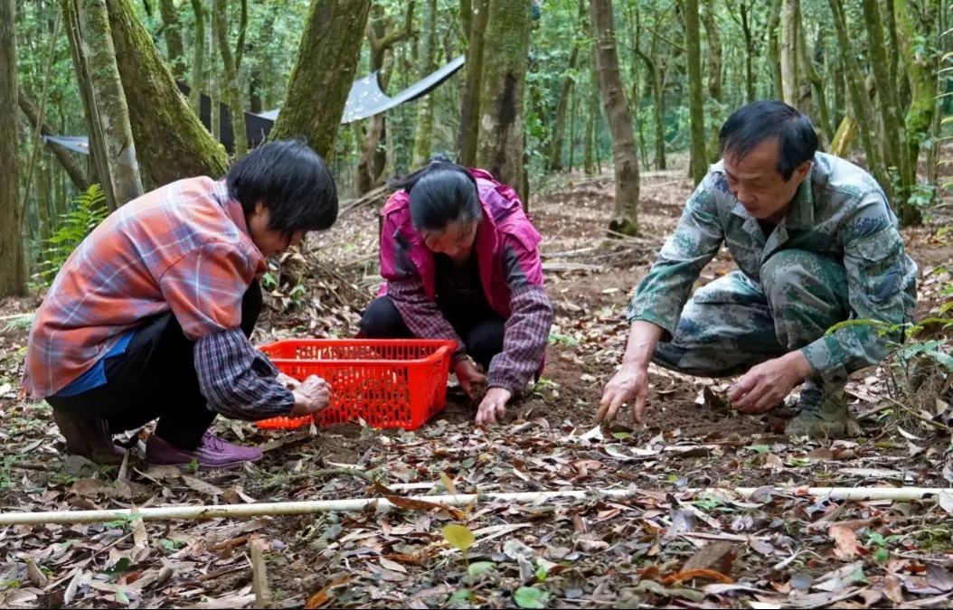 金沙镇充分发挥森林资源优势