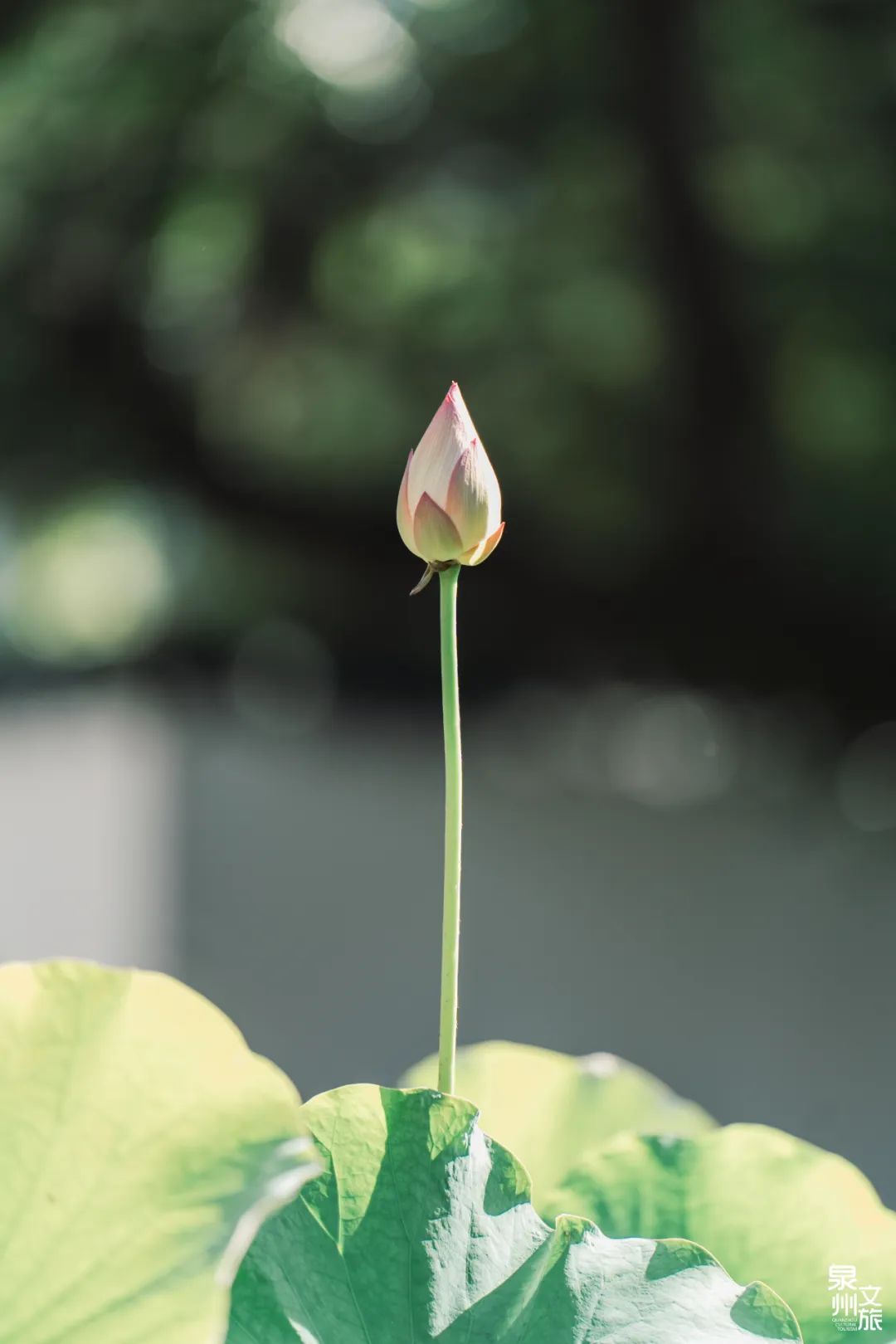 初夏时节