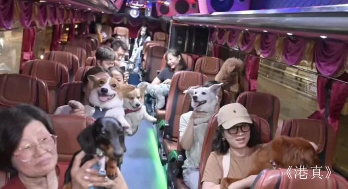 泰旅局打造宠物友好旅游 中国游客包机带宠物玩泰国