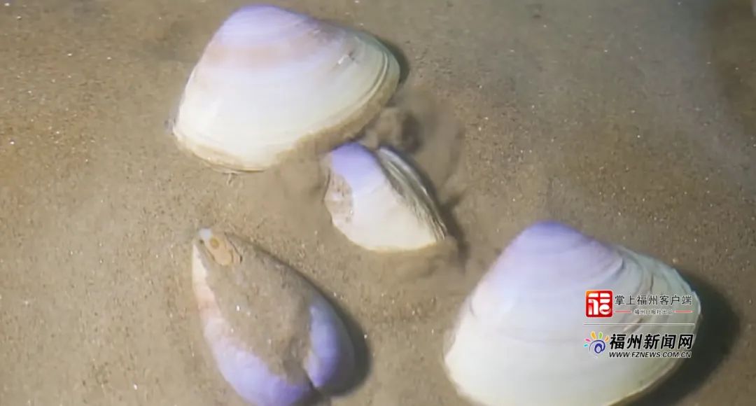 漳港海蚌,今年有望试点开捕!