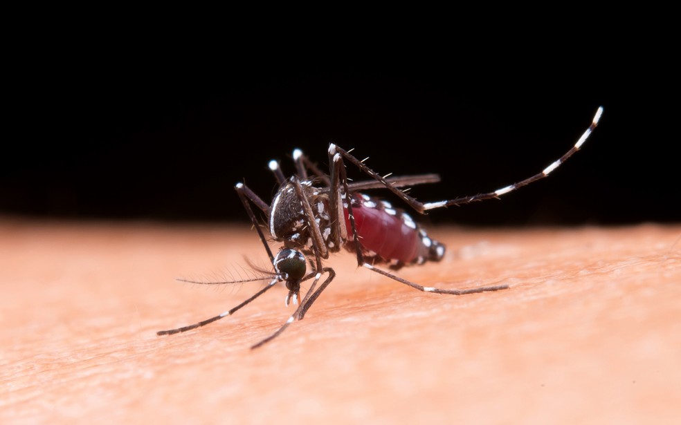 Aedes aegypti é o transmissor da chikungunya, dengue, Zika e febre amarela — Foto: Freepik