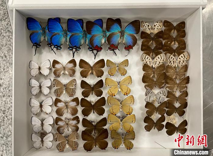 济南海关查获近800只蝴蝶标本65只系濒危物种_卡罗莱纳_新闻_华人头条