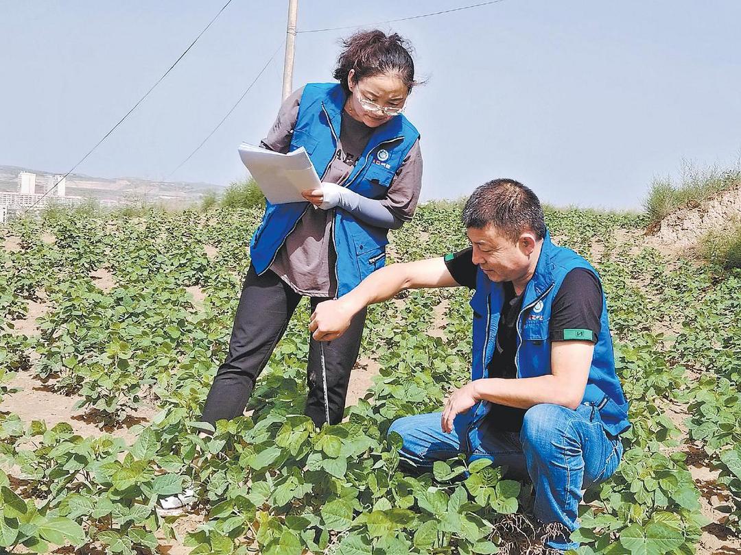 横山区气象局组织农技人员深入波罗镇吴山村开展农情调查