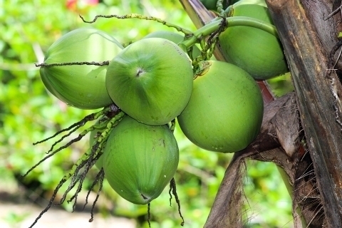 小马目标让菲成为世界第一大椰子出口国- 菲华网