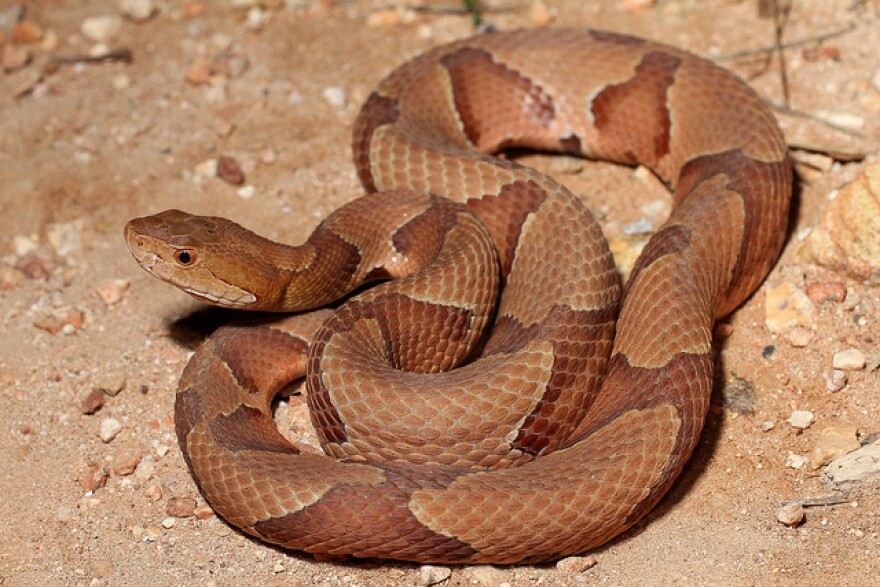 A picture of a copperhead snake.