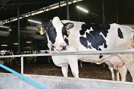 润生奶牛场：用冻精给母牛配种鲜奶要求比国 ...