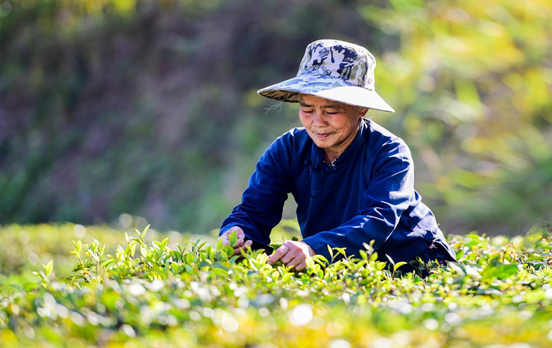 望谟县八步紫茶工匠——匠心独运 传承贵州茶艺文化