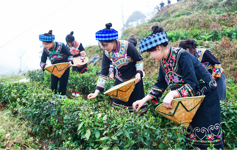 望谟县八步紫茶工匠——匠心独运 传承贵州茶艺文化