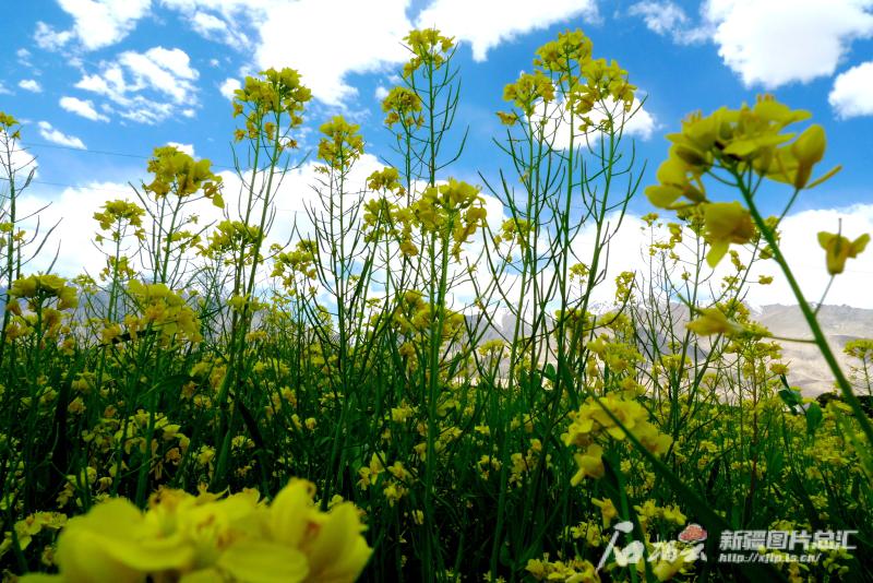 点睛节气丨AI绘小暑