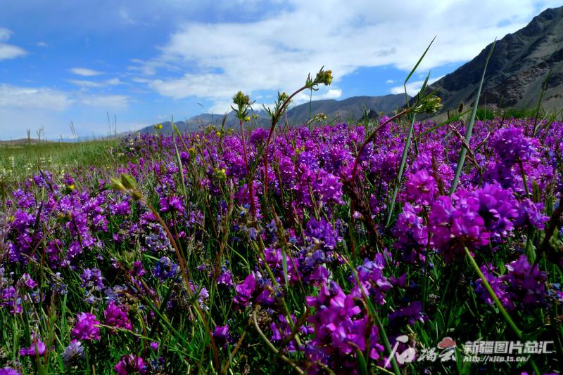 点睛节气丨AI绘小暑