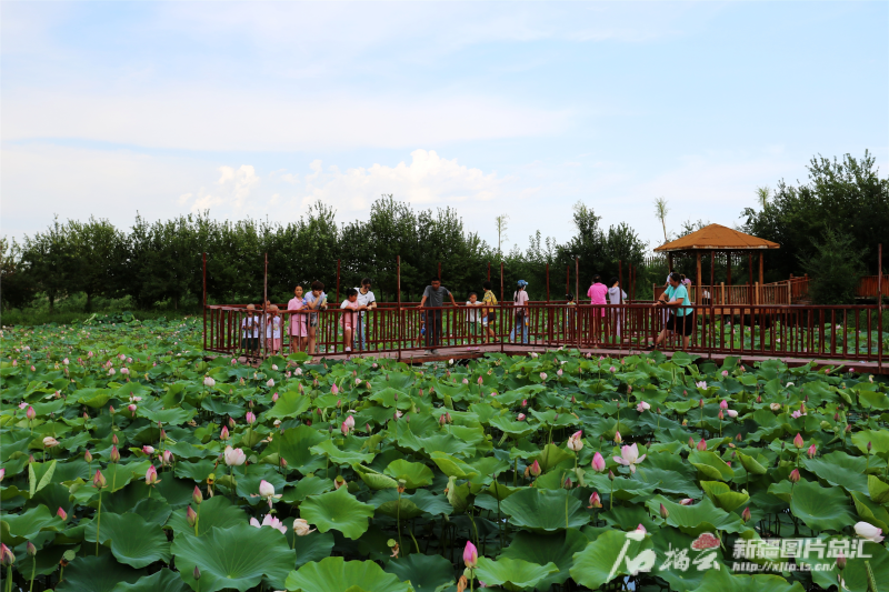 点睛节气丨AI绘小暑