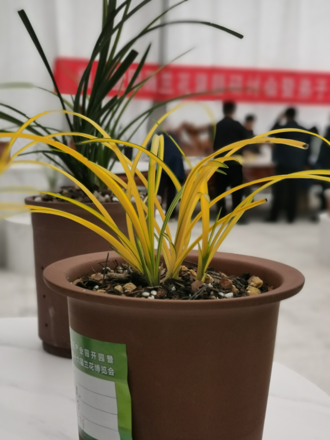 陕西商洛:秦岭最美兰花小镇 正河村