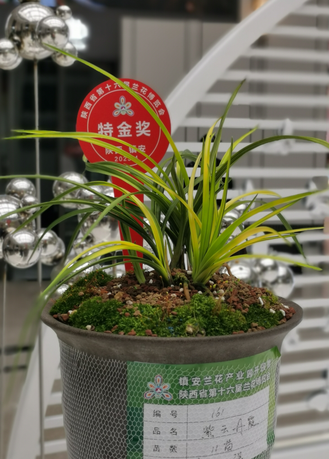 陕西商洛:秦岭最美兰花小镇 正河村