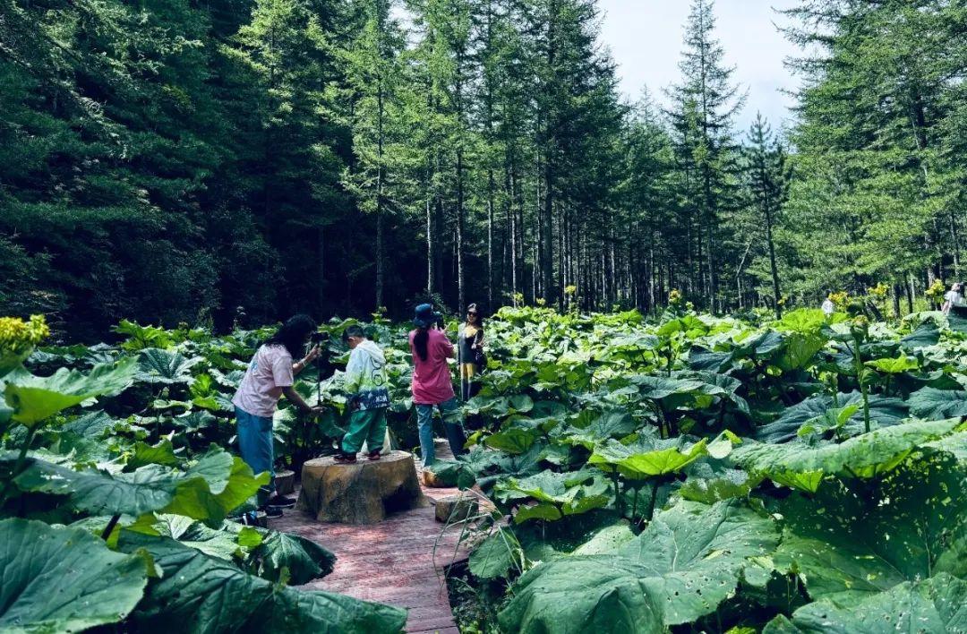 六盘山野荷谷景区:"森呼吸" 清凉buff加满!