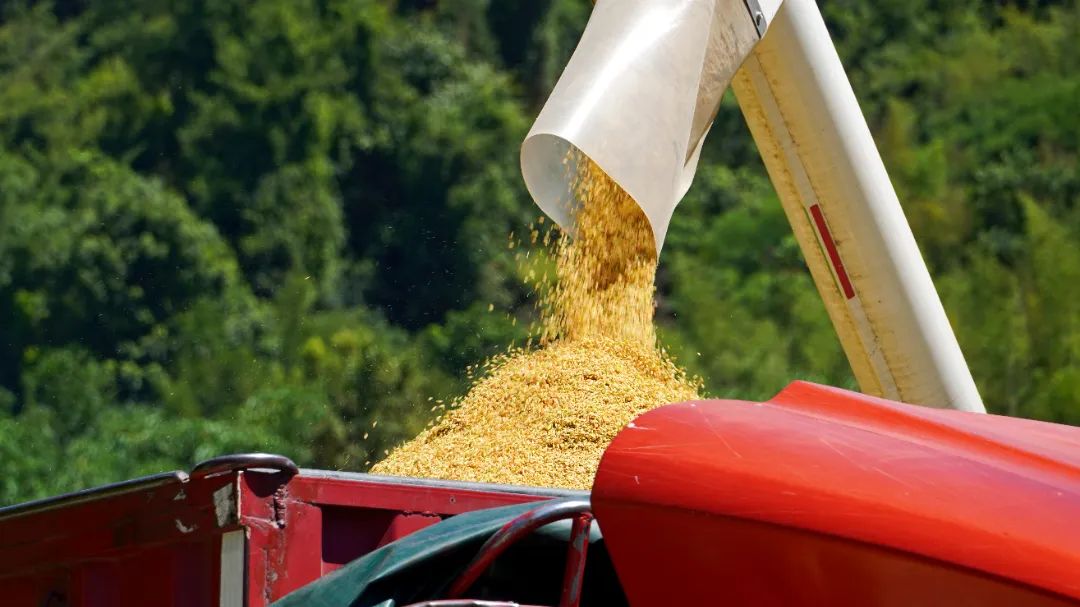 丰收时节看闽清 | 夏粮收割忙 奏响"丰收曲"