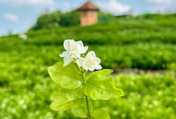 非遺茉莉雪球，一口掉進茉莉花海裡