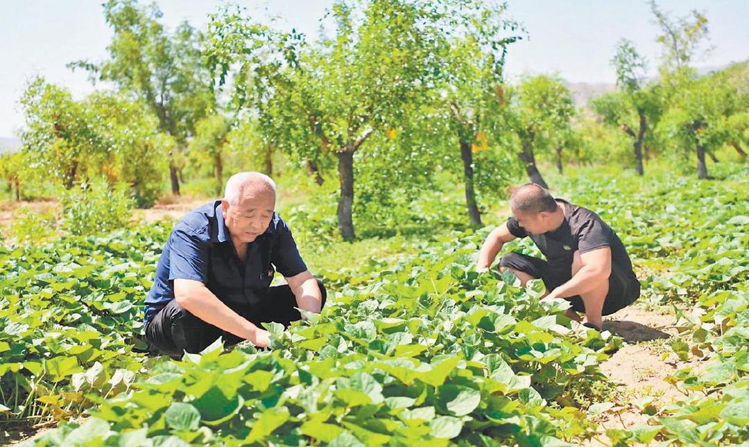 绥德县枣林坪镇：林下红薯种出好“钱”景