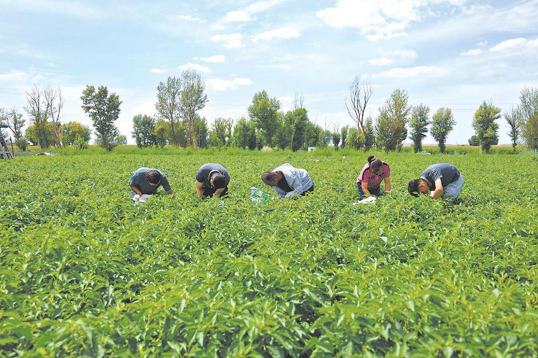 定边辣椒种植采用整套“新技术”和“新办法” 科技助力产量高