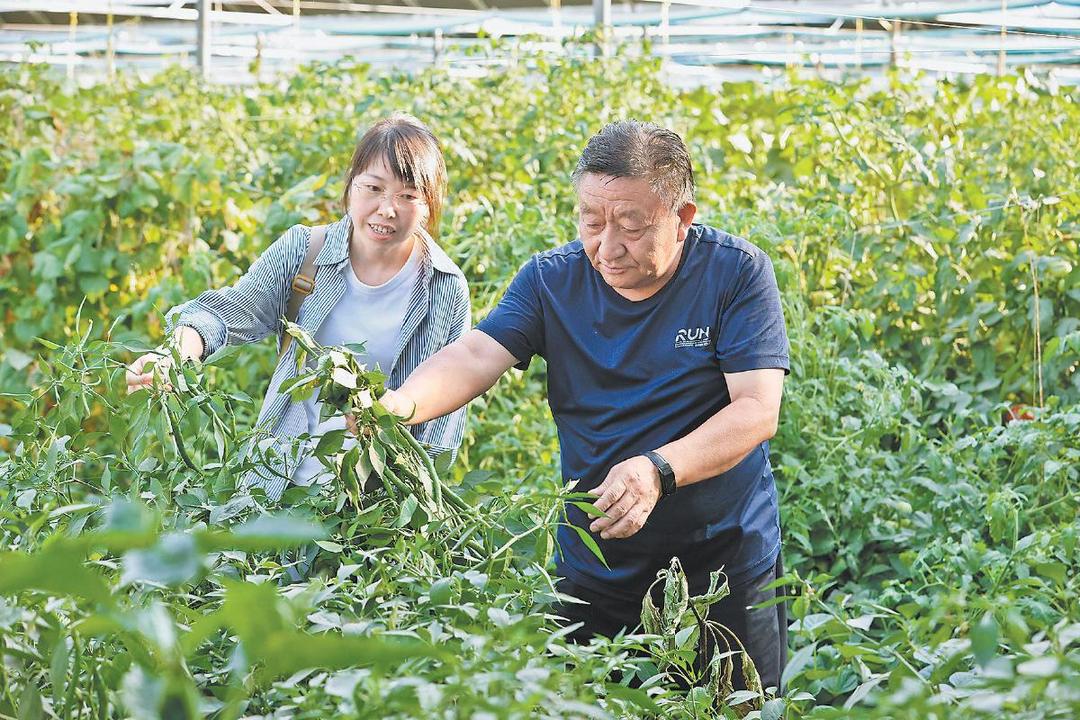 靖边县鸿丰蔬菜专业合作社：拱棚“联”起来 产业“活”起来