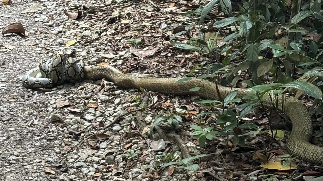 麦里芝蓄水池公园 眼镜王蛇缠斗网纹蟒