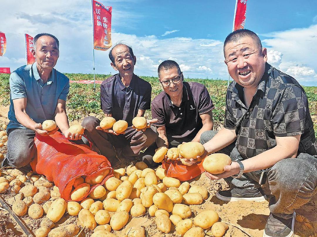 榆林早熟马铃薯单产再创新高 百亩方最高产量突破7.1吨