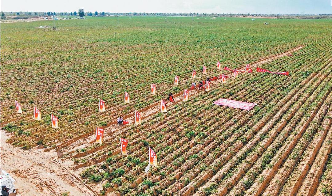 榆林早熟马铃薯单产再创新高 百亩方最高产量突破7.1吨