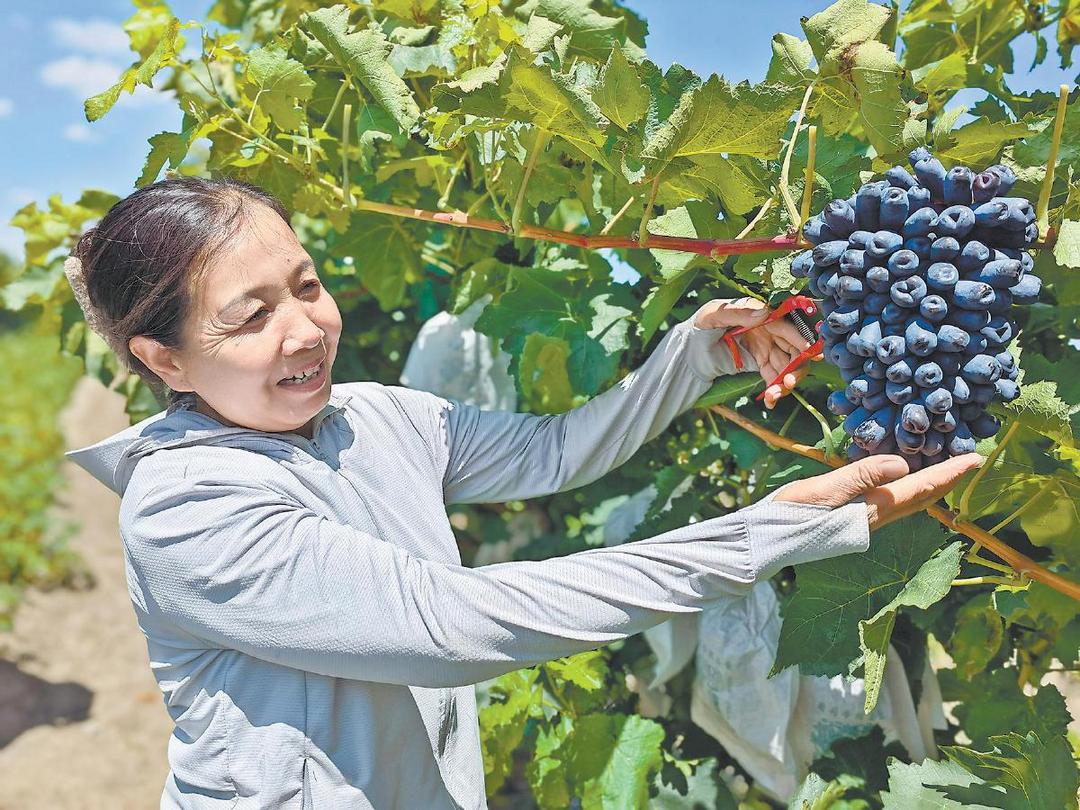 榆阳区牛家梁镇郭家伙场村葡萄种植基地的葡萄熟了