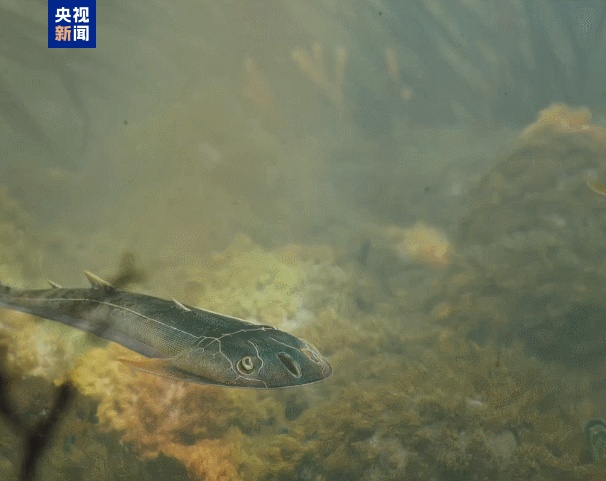 已灭绝近4.36亿年！重庆特异埋藏化石库发现双叉苗家鱼_福建_新闻_华人头条