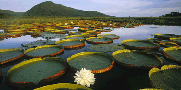 Pantanal Paraguayo, un esplendor de la naturaleza - Revista Corporativa  Global | Más que una Revista