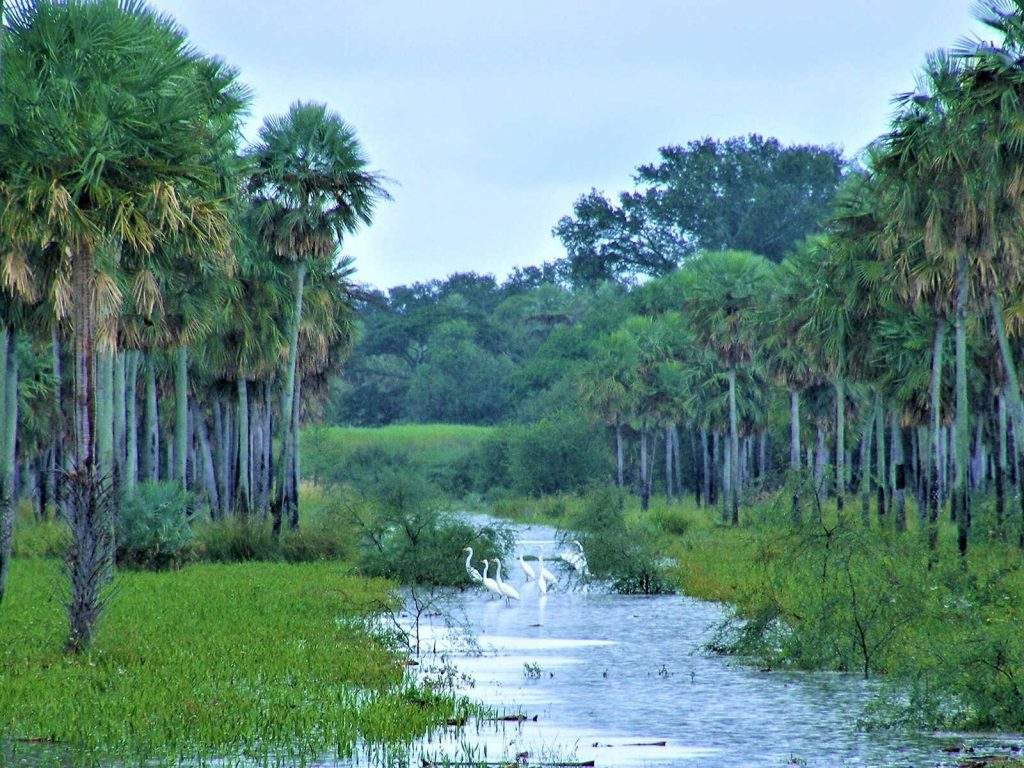 Parque Nacional Defensores del Chaco: Guía de Visitas Imprescindible