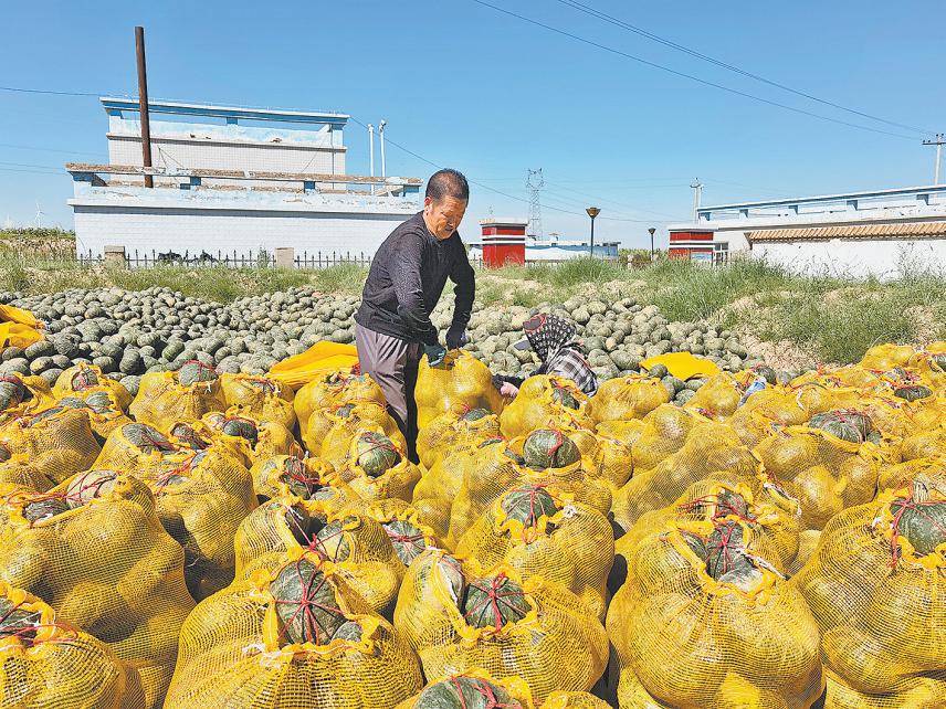 定边多品种南瓜变致富“金瓜”