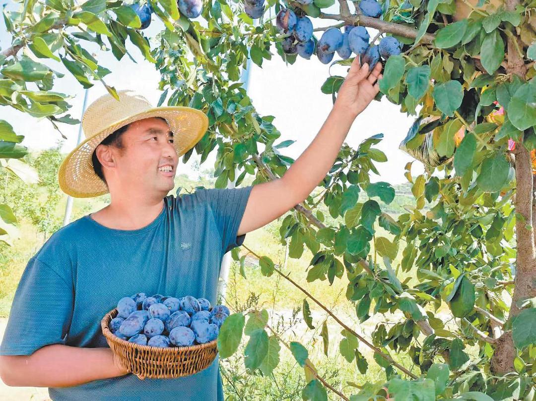 榆阳区上盐湾镇家庭农场的西梅熟了