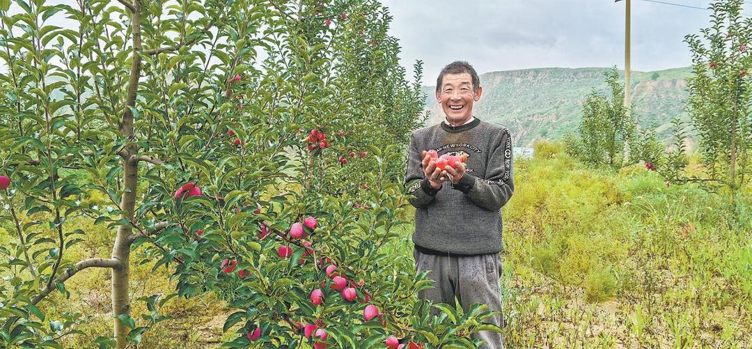 神木市永兴街道小寨村鸡心果喜获丰收