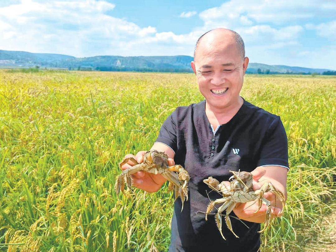 榆阳区上盐湾镇做强农业特色产业：稻花香里说“蟹”逅