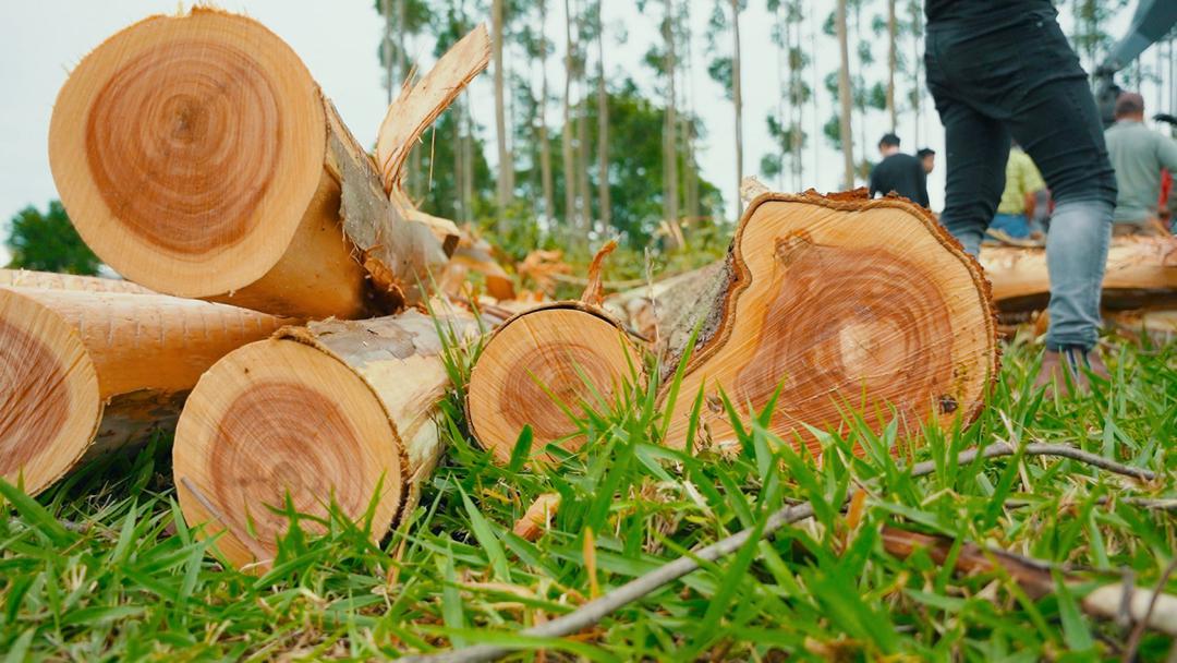 Exportación de productos forestales cayó 24% en 2023 – Productiva