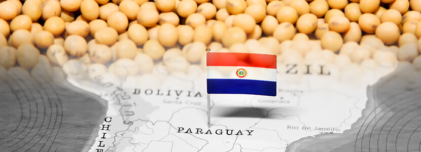 Comportamiento de exportación de soja en Paraguay: 1er Semestre 2019 -  nutriNews, la revista de nutrición animal